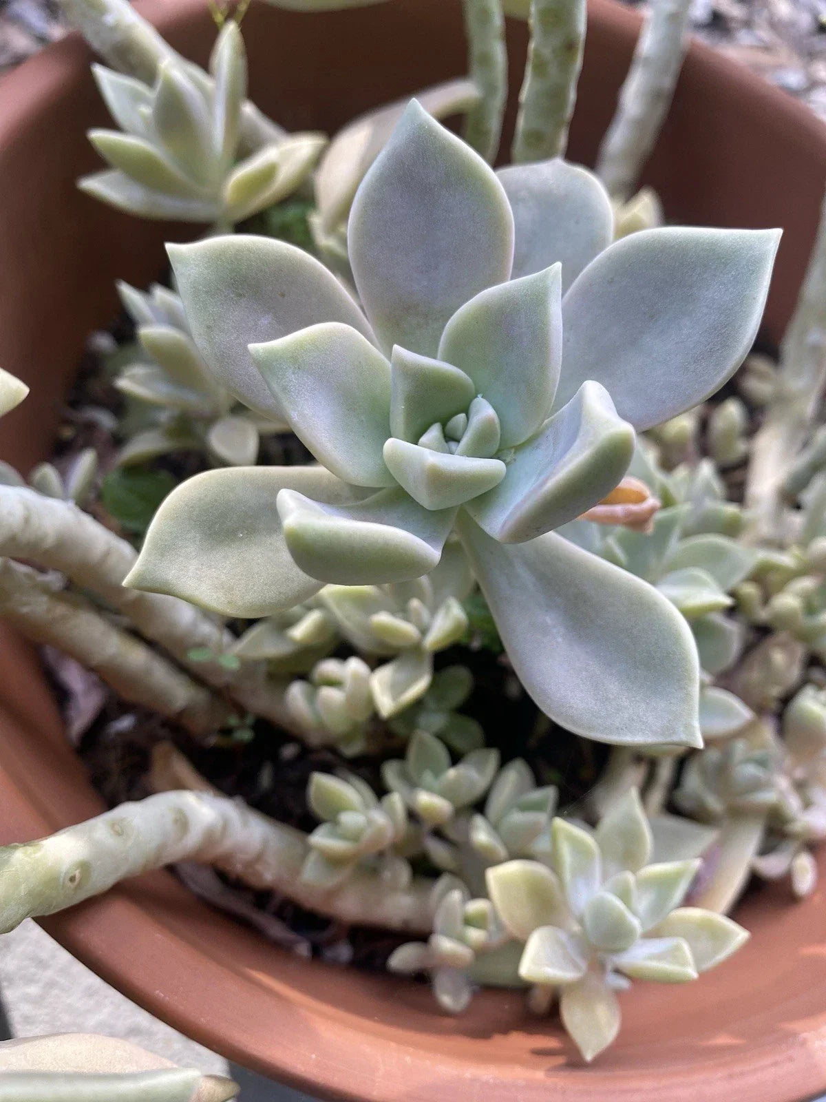 Graptopetalum paraguayense Ghost Plant Succulent Rooted Cutting in 2-Inch Pot - Easy Care Indoor Plant