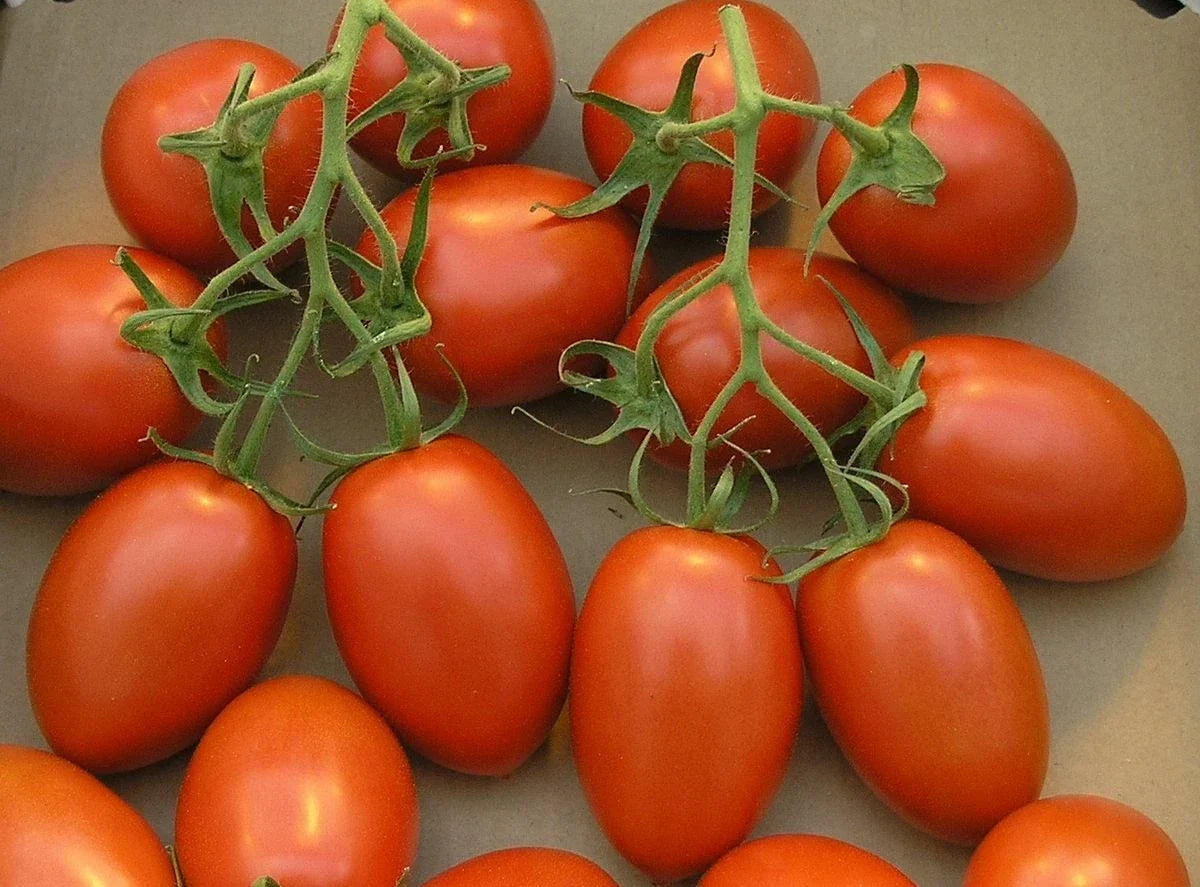 Roma Tomato Seeds - Organic, Non-GMO, 50+ Seeds for Gardening, Solanum lycopersicum 'Roma' for Container & Garden Growth