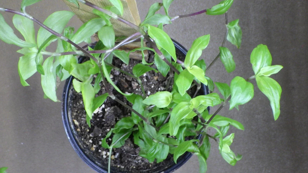 Tradescantia Fluminensis "Golden Wing" Cuttings – Wandering Jew Houseplant for Propagation, Easy Care, Bright Indirect Light