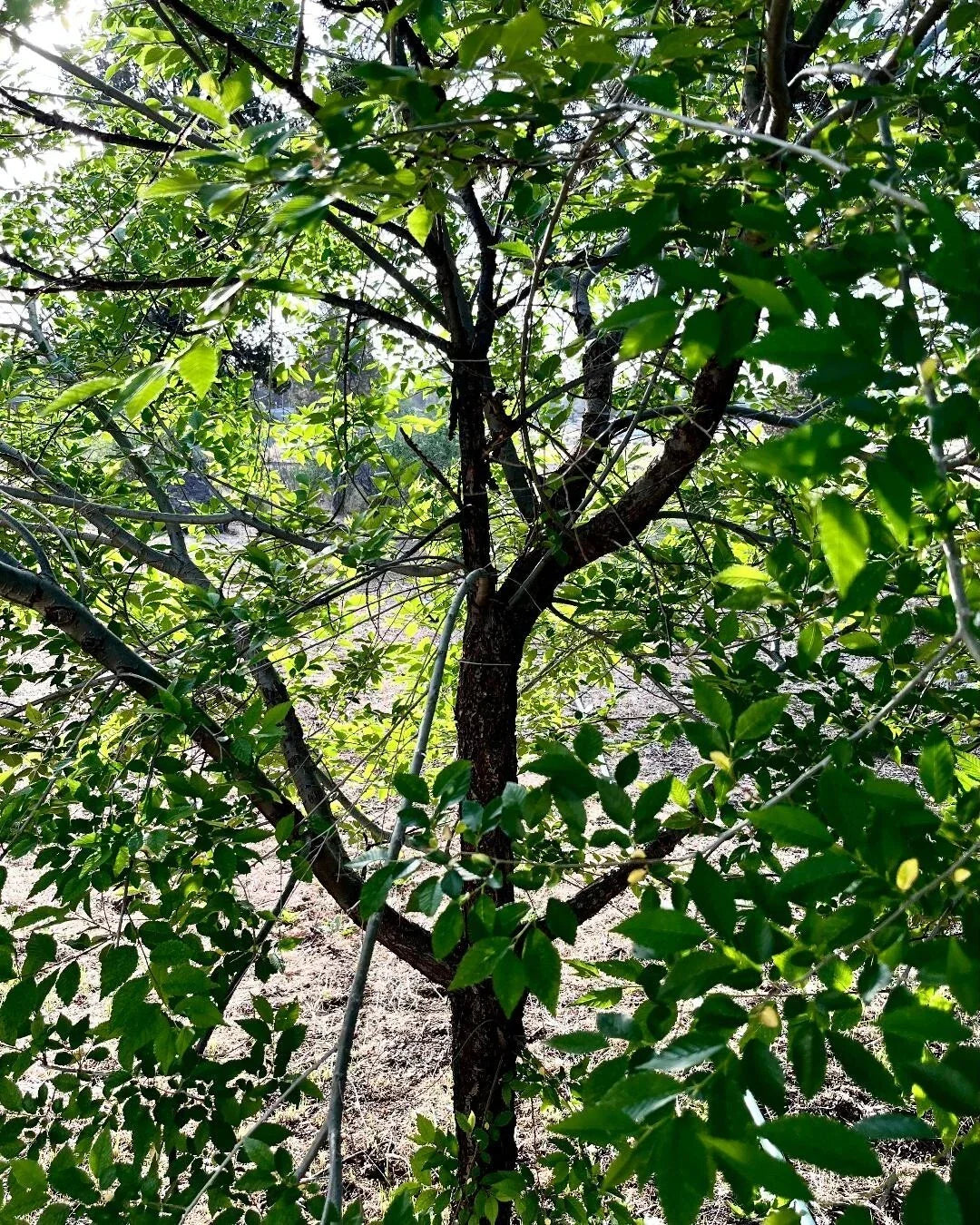 Organic Elm Tree Cuttings 6" Non-Rooted Ulmus spp. 4 Pack for Gardening & Landscaping