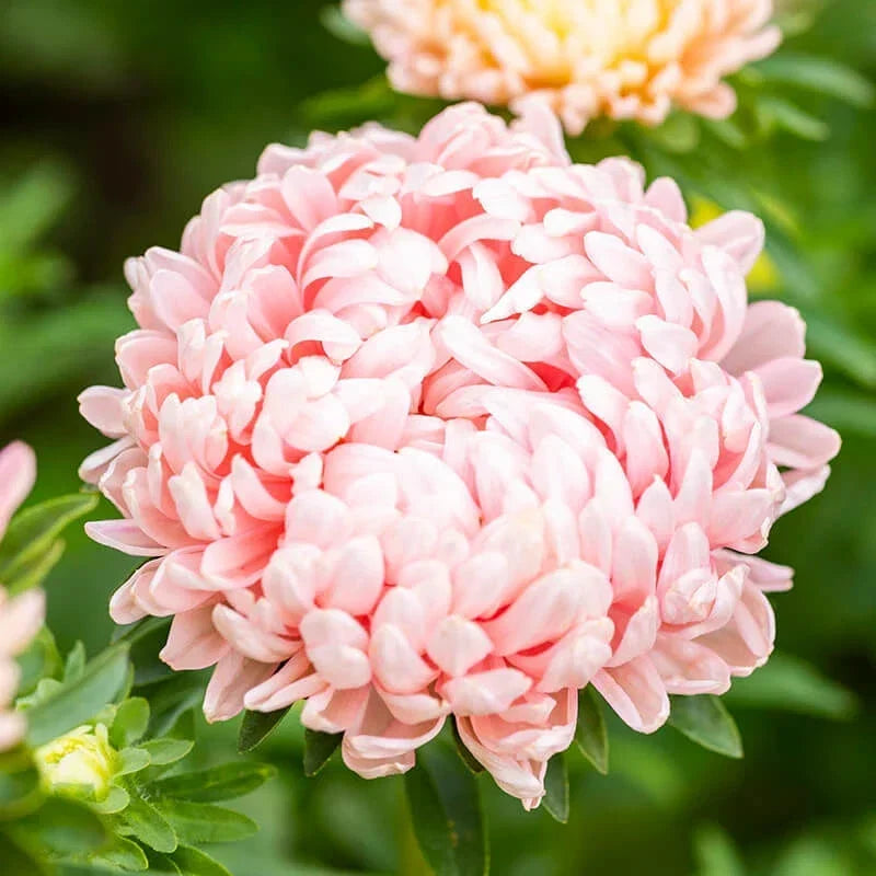 Peony Seeds Duchess Apricot Non-GMO, Paeonia, Vibrant Blooms, Perennial Garden Flower, Cut Flower, Full Sun