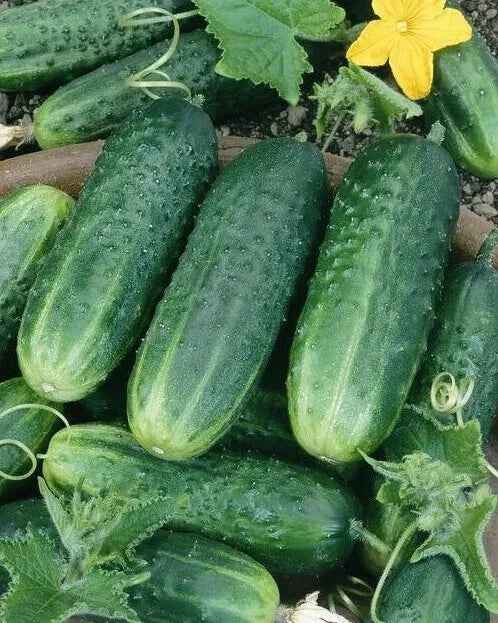 Carolina Cucumber Seeds - Organic Heirloom Non-GMO, Cucumis sativus, Pack of 50+ for Home Garden, Salad, Pickling