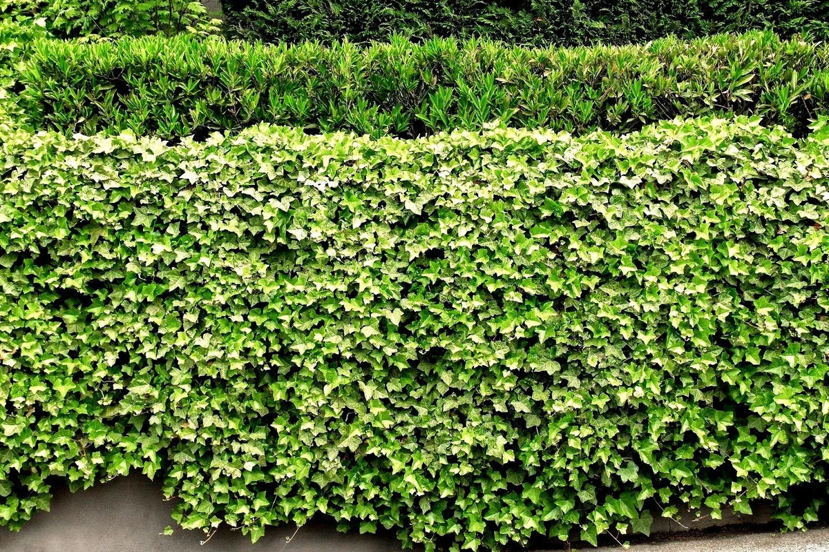 English Ivy Bare Roots – 5 Pack for Living Fence, Patio Cover – Hedera helix, Green Ground Cover, Climbing Plant