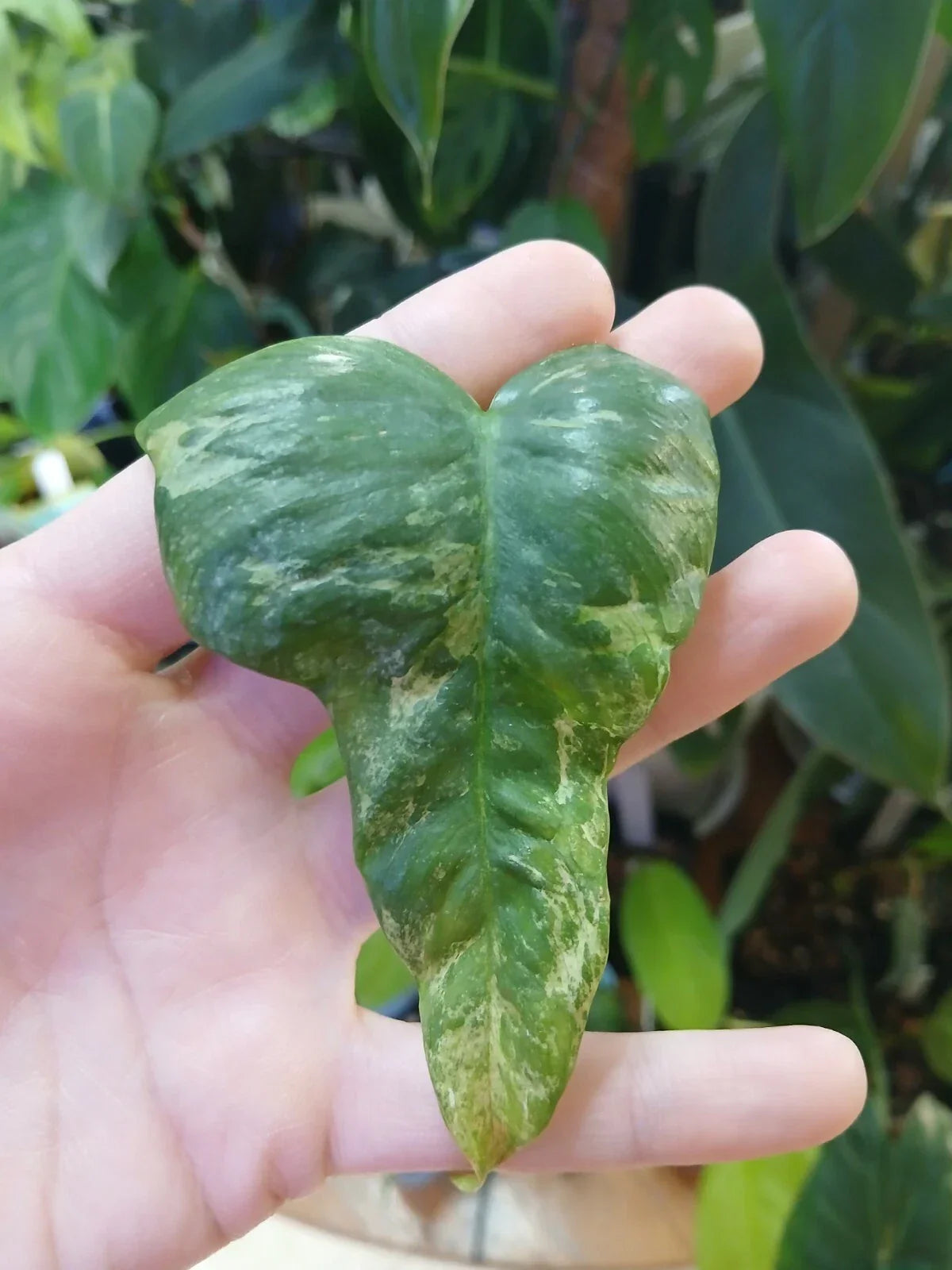 Philodendron 'Splash Gordon' Unrooted Cutting - Rare Variegated Bipennifolium Cream Indoor Plant, Houseplant, Climbing or Trailing