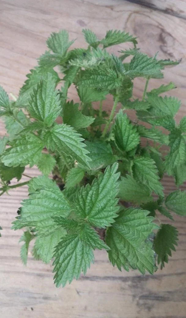 Organic Nettle Plant Bare Roots Urtica dioica for Gardening & Culinary Use, Ready for Transplantation