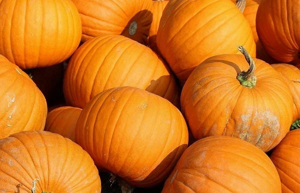Jack O Lantern Pumpkin Seeds 20 Ct Non-GMO Cucurbita pepo Halloween Vegetable for Carving & Decoration