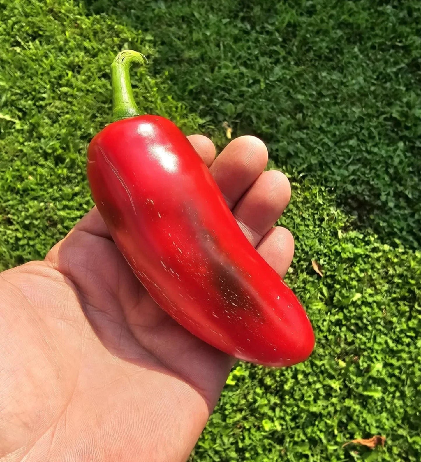 Mammoth Jalapeno Hot Pepper Seeds – Heirloom, Organic, Capsicum annuum, Spicy Green & Red Peppers, 50+ Seeds