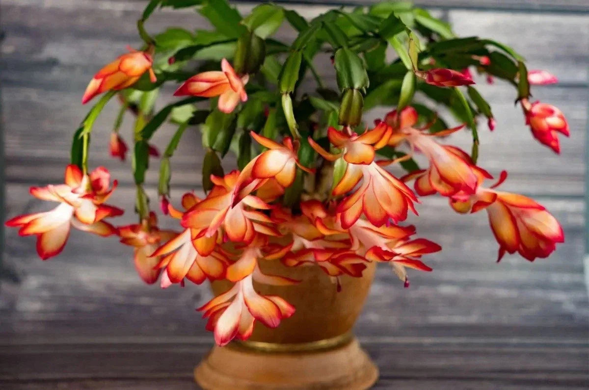 Schlumbergera truncata Plant – Christmas Cactus – Colorful Blooming Succulent – Indoor Houseplant