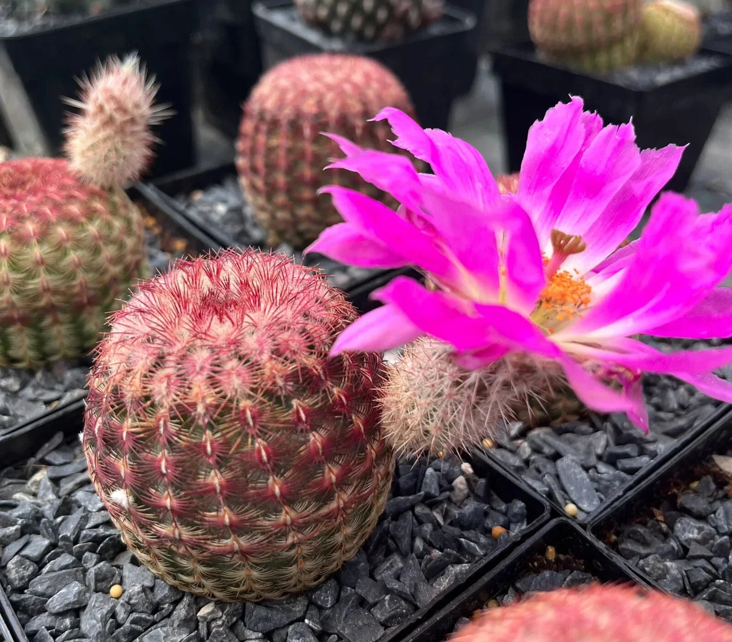 Echinocereus Rigidissimus Cactus - 2" Potted Rainbow Hedgehog with Pink Flowers - Colorful Desert Succulent Plant