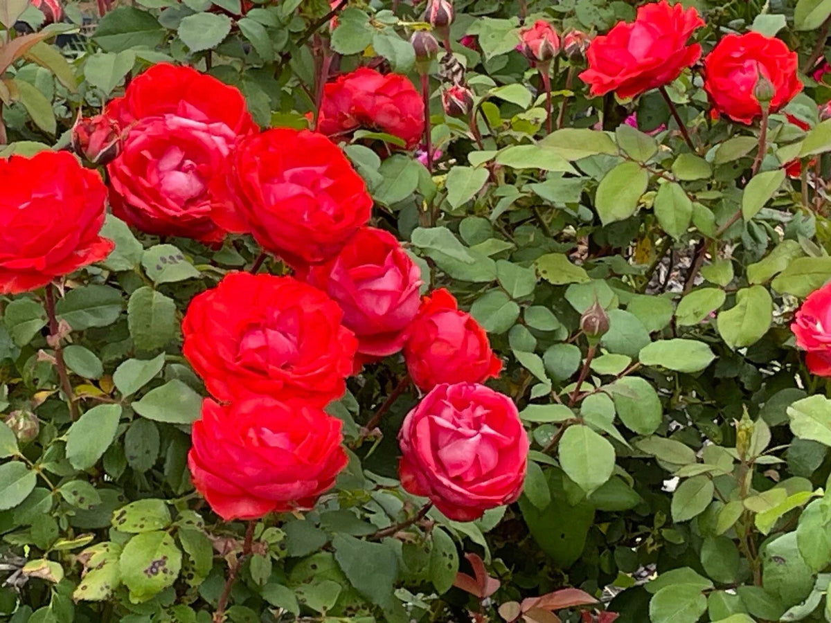 True Passion Rose Cuttings – 4 Fiery Blooming Rosa 'True Passion' Garden Planting Material