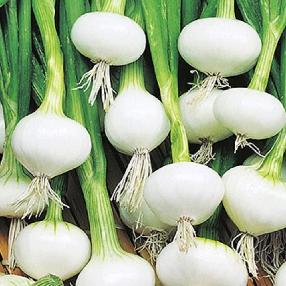 Barletta Onion Seeds - Non-GMO Heirloom Allium cepa for Fresh & Flavorful Culinary Use, Compact Growth, 100 Seeds