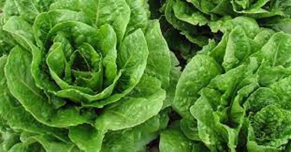 Organic Parris Island Romaine Lettuce Seeds - Heirloom, Non-GMO, Premium Quality, Salad Greens, Lactuca sativa