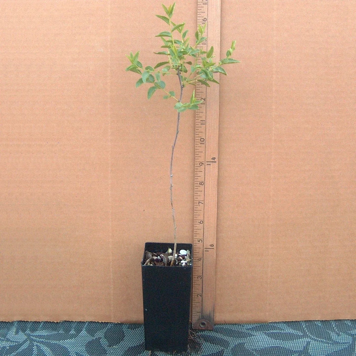 Sour Jujube Rootstock Small Tree Plant for Grafting - Ziziphus jujuba - Potted Mature Tree for Fruit Production