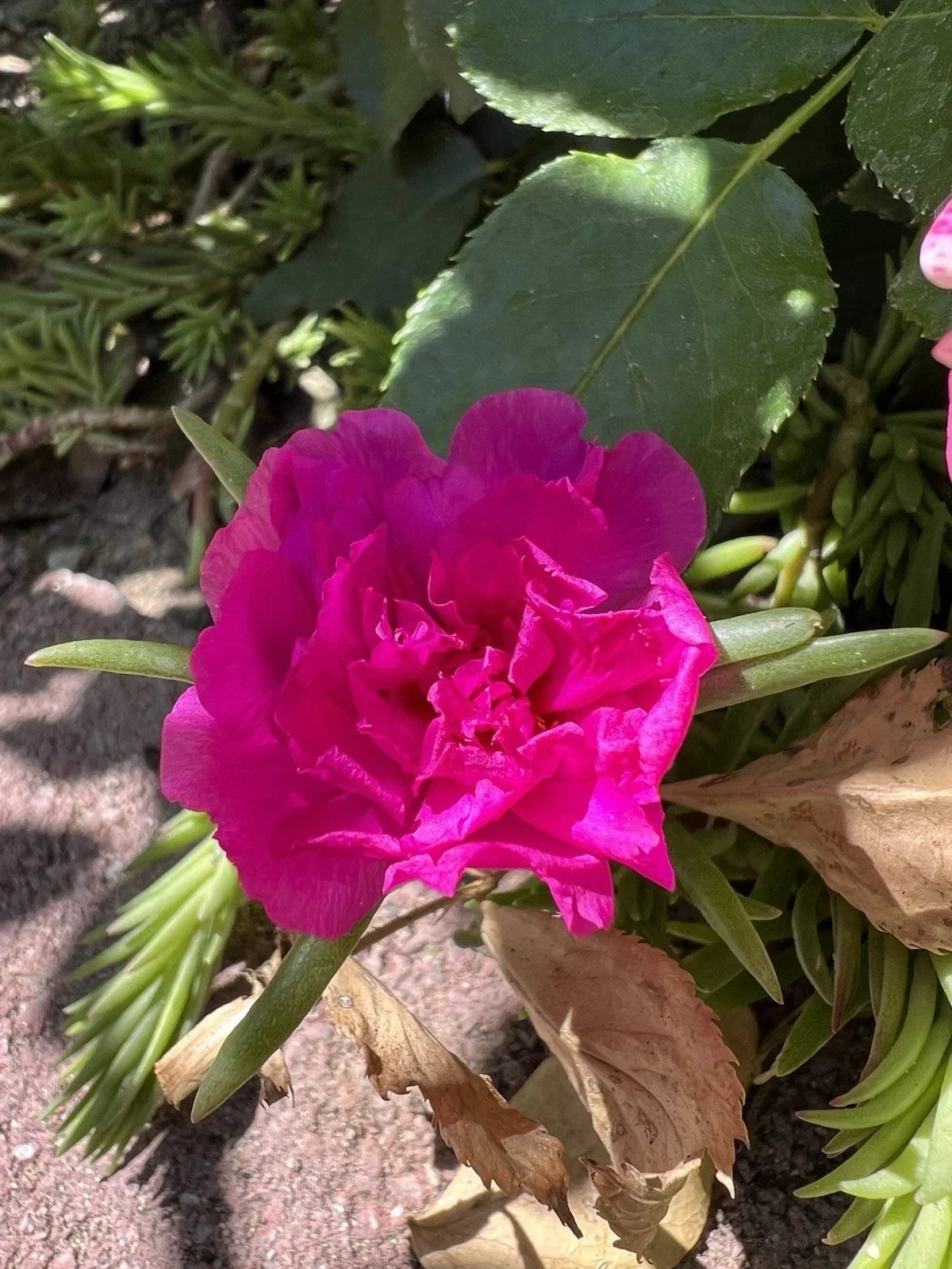 Magenta Double Bloom Portulaca Moss Rose Cuttings – 7 Healthy Plants, Drought-Tolerant, Easy to Grow, Pollinator Attracting, US Seller