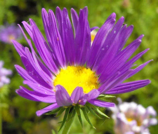 Tahoka Daisy Wildflower Seeds - 500 Bulk Machaeranthera tanacetifolia for Pollinator Gardens and Natural Landscaping