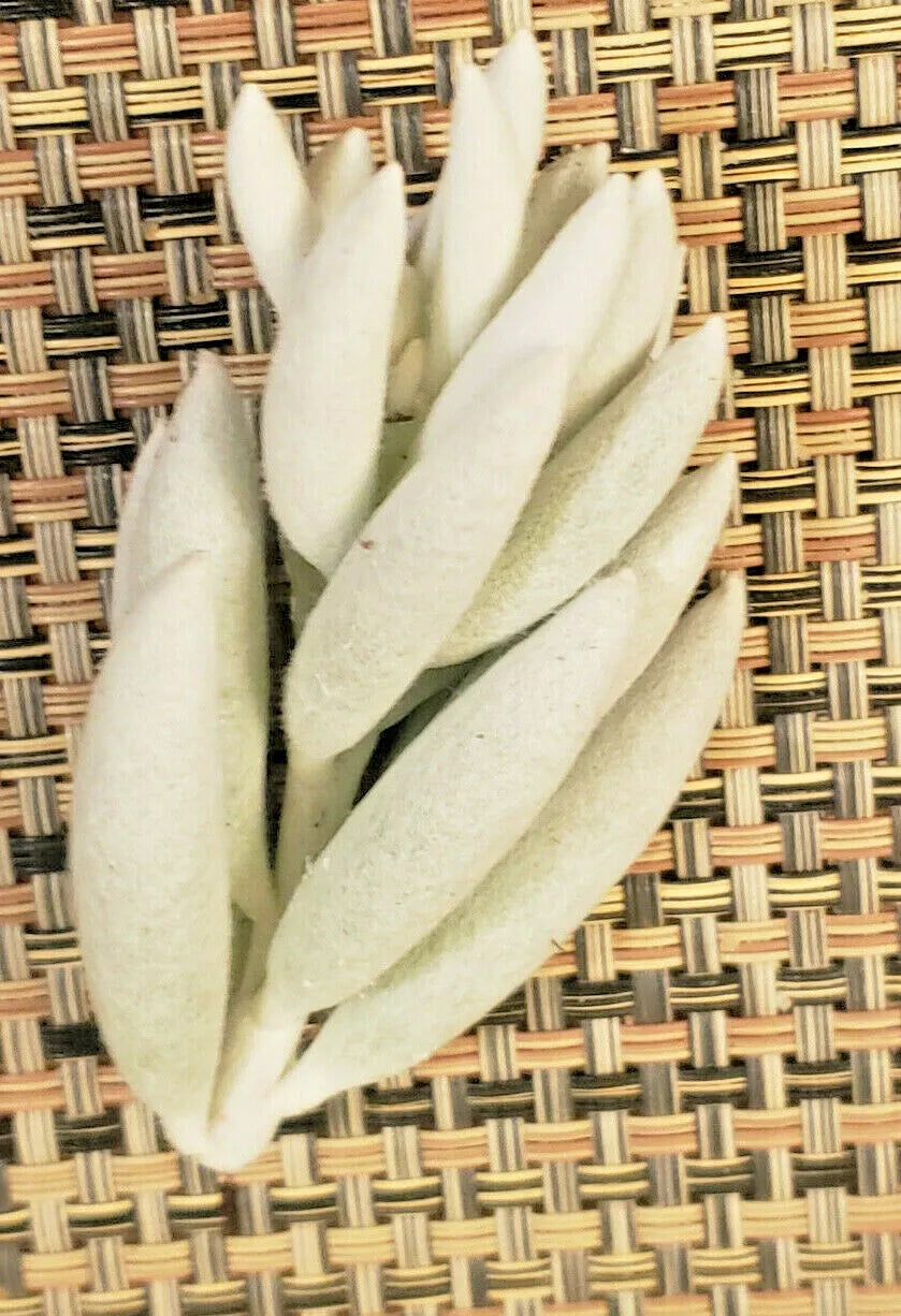 Senecio Haworthii Cutting - 3" Unrooted Succulent - Whitest of All Succulents - Silver-White Foliage Plant