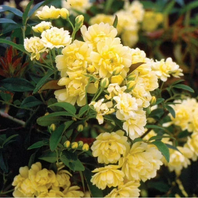 Thornless Yellow Lady Banks Rose Cuttings – Rosa banksiae 'Lutea' Climbing Plant, 5 Pack