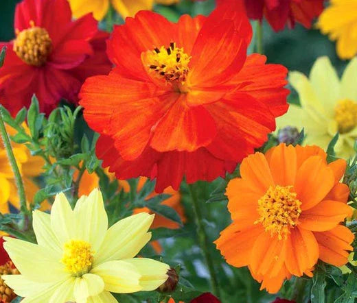 Bulk Cosmos Sulphur Mixed Seeds - 2,500 Count, Vibrant Yellow, Orange & Gold Blooms, Easy to Grow, Attracts Pollinators