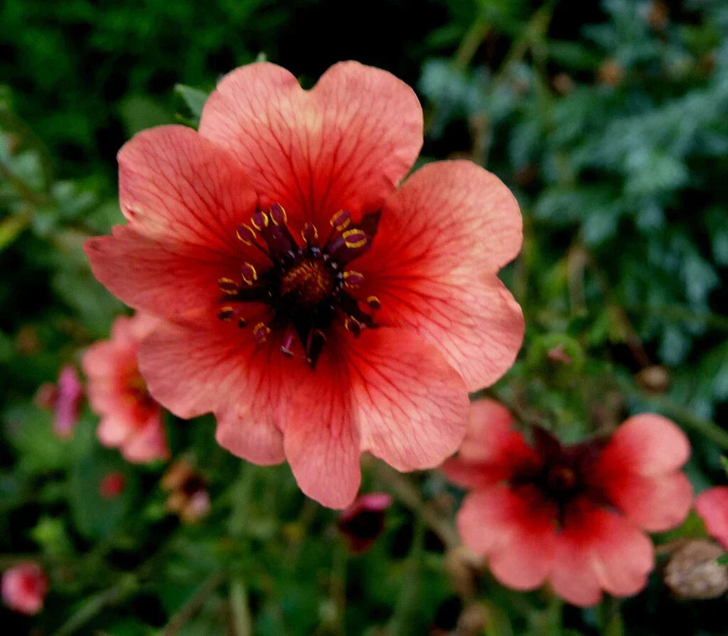 Potentilla Melton Fire Seeds - 500 Deep Pink Perennial Flowers - Attracts Pollinators
