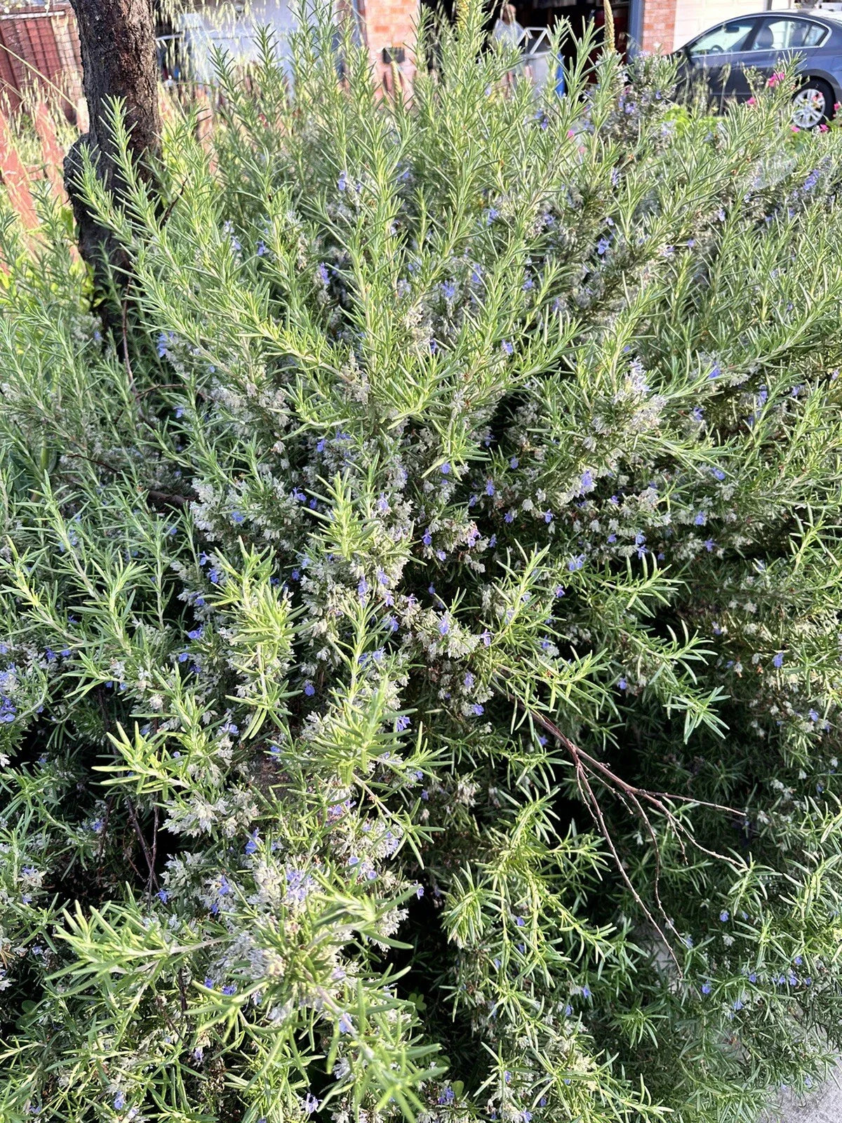 Organic Rosemary Herb Plant Cuttings - 12 Pack, 10 Inch, Salvia rosmarinus, Fresh, Live, USA Grown, Culinary & Aromatic Herb