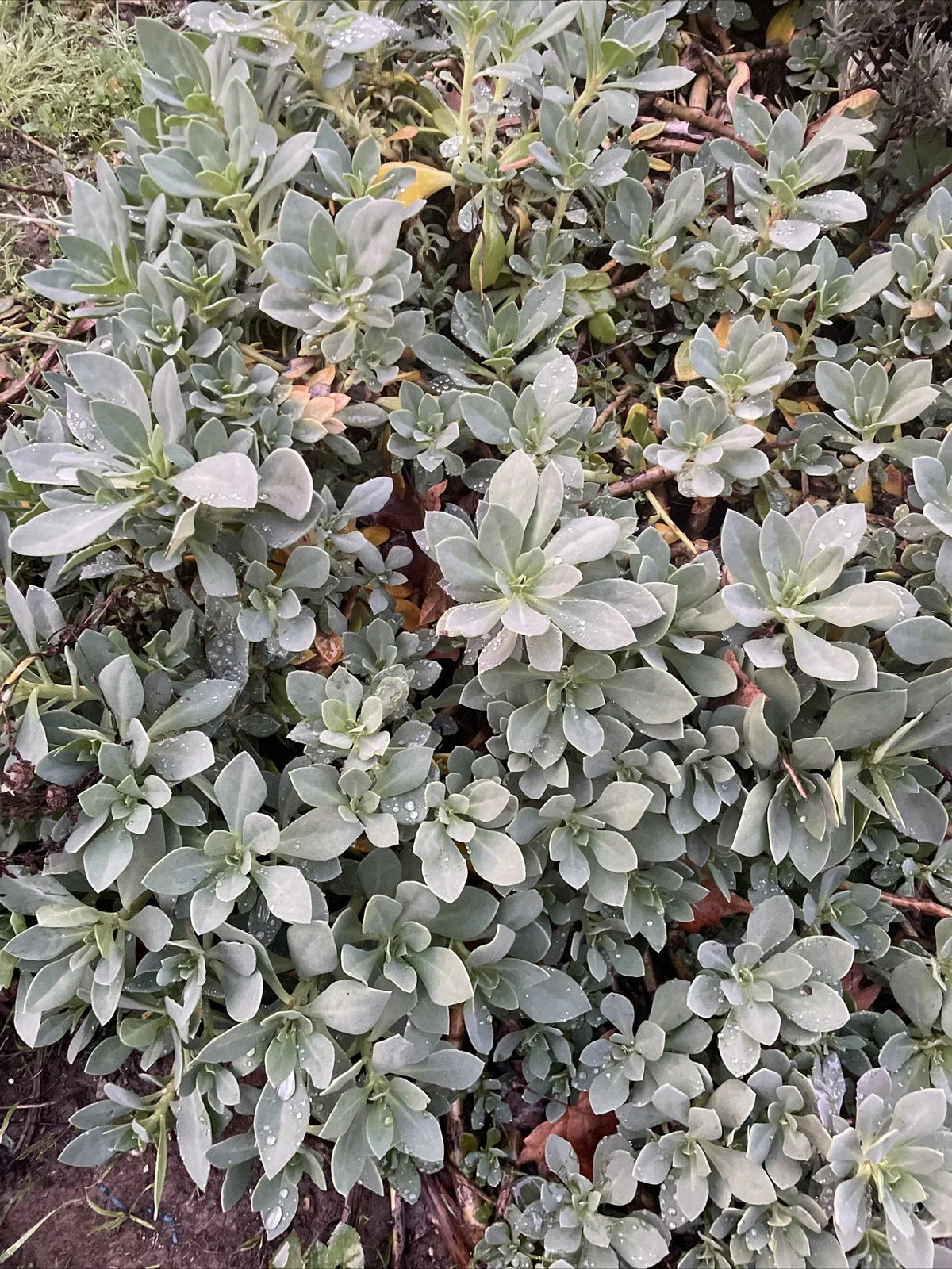 Succulent Cuttings - 6" Rock Purslane - Calandrinia Spectabilis - Live Plant (5 Pack) for Rock Gardens & Containers