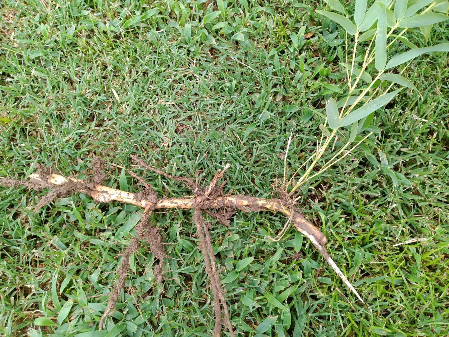 Moso Bamboo Roots 6 Pack Live Rhizomes Phyllostachys edulis Fast Growing Privacy Screen