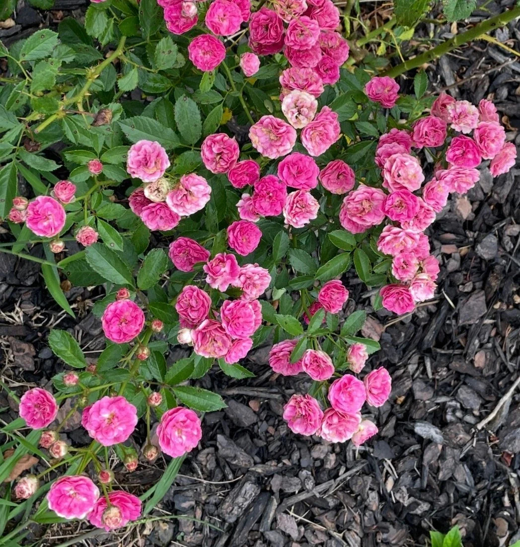 Kendyl Marie Polyantha Rose Cuttings - Live Flower Plant, 4 Shrub Cuttings, Fragrant Compact Rose, Rosa 'Kendyl Marie'