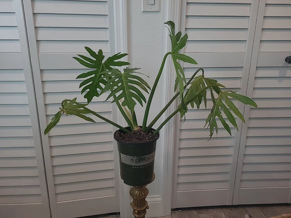 XL Mature Philodendron Radiatum Plant in 6.5" Pot, Tropical Indoor Houseplant, Easy Care, Green Foliage, Air Purifying