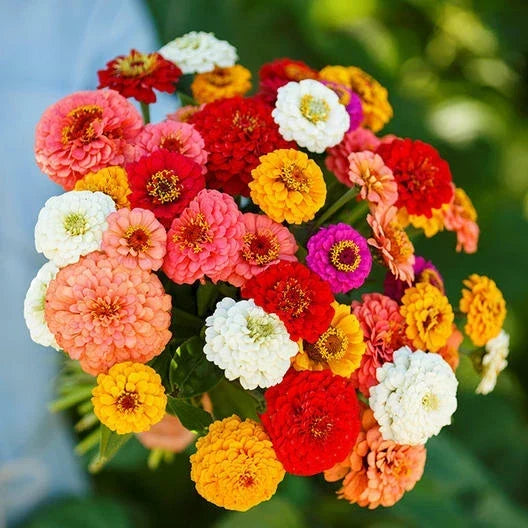 Zinnia Seeds 200 Count Pumila Mix for Cut and Come Again, Attracts Butterflies & Hummingbirds, Zinnia elegans