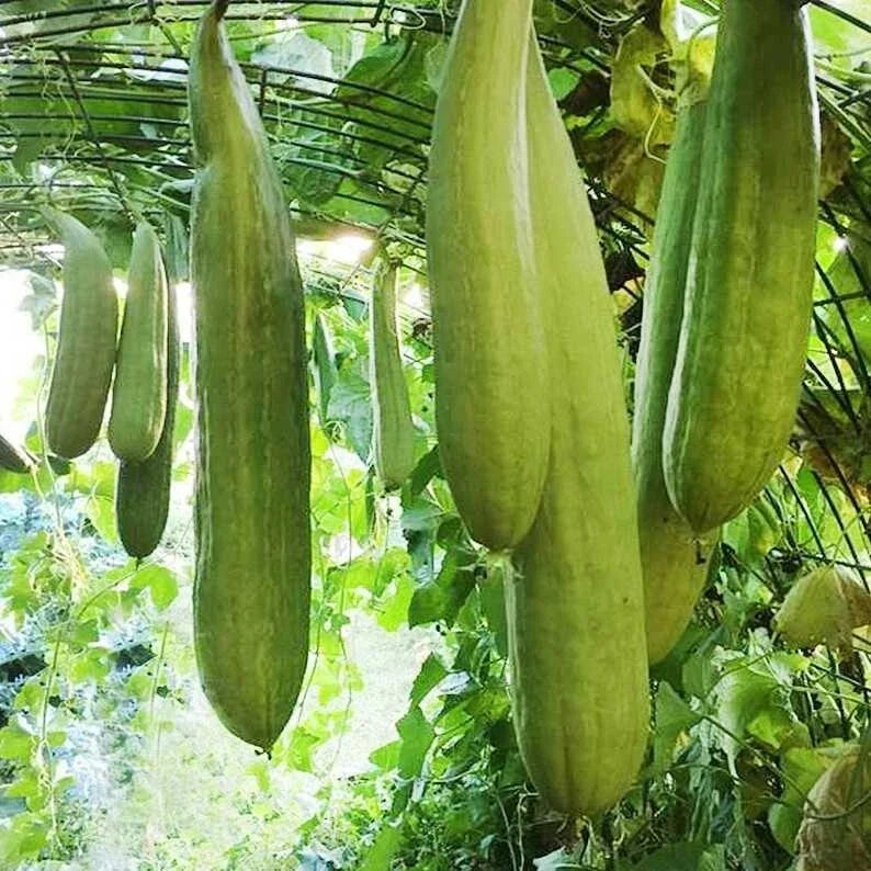 Armenian Yard Long Cucumber Seeds - Non-GMO, Heirloom Vegetable Seeds for Home Garden, Cucumis sativus, 50+ Seeds