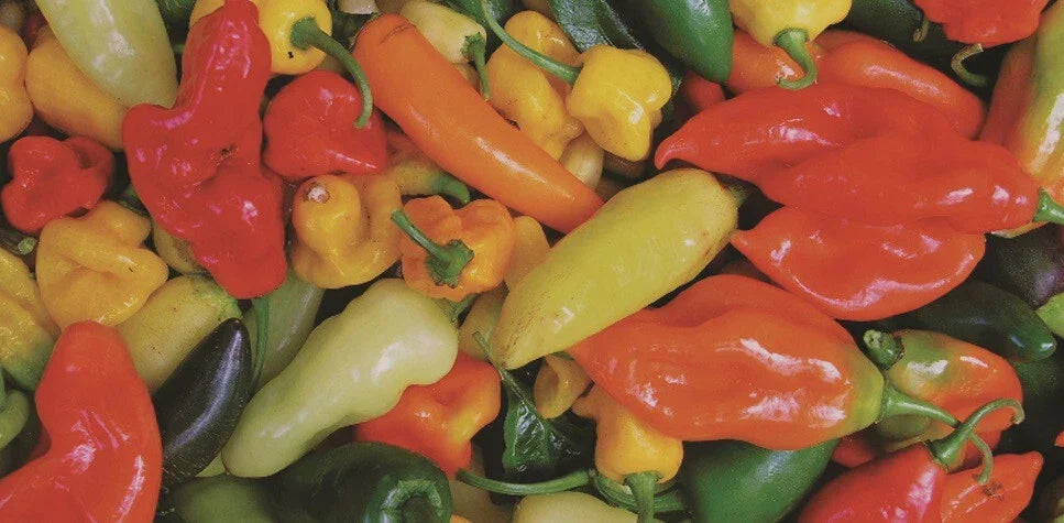 Hot Pepper Seeds Mix 100 Seeds Variety Pack - Capsicum Annuum Habanero Jalapeño Serrano Anaheim Cayenne