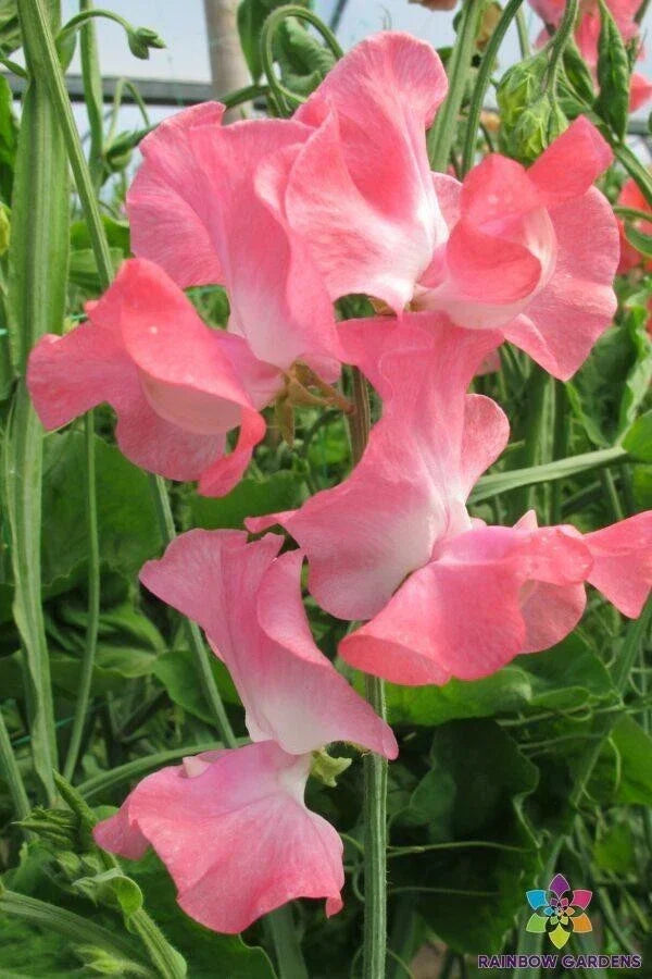 Sweet Pea Seeds 50+ Pack - Lizbeth Variety - Lathyrus odoratus for Garden Planting