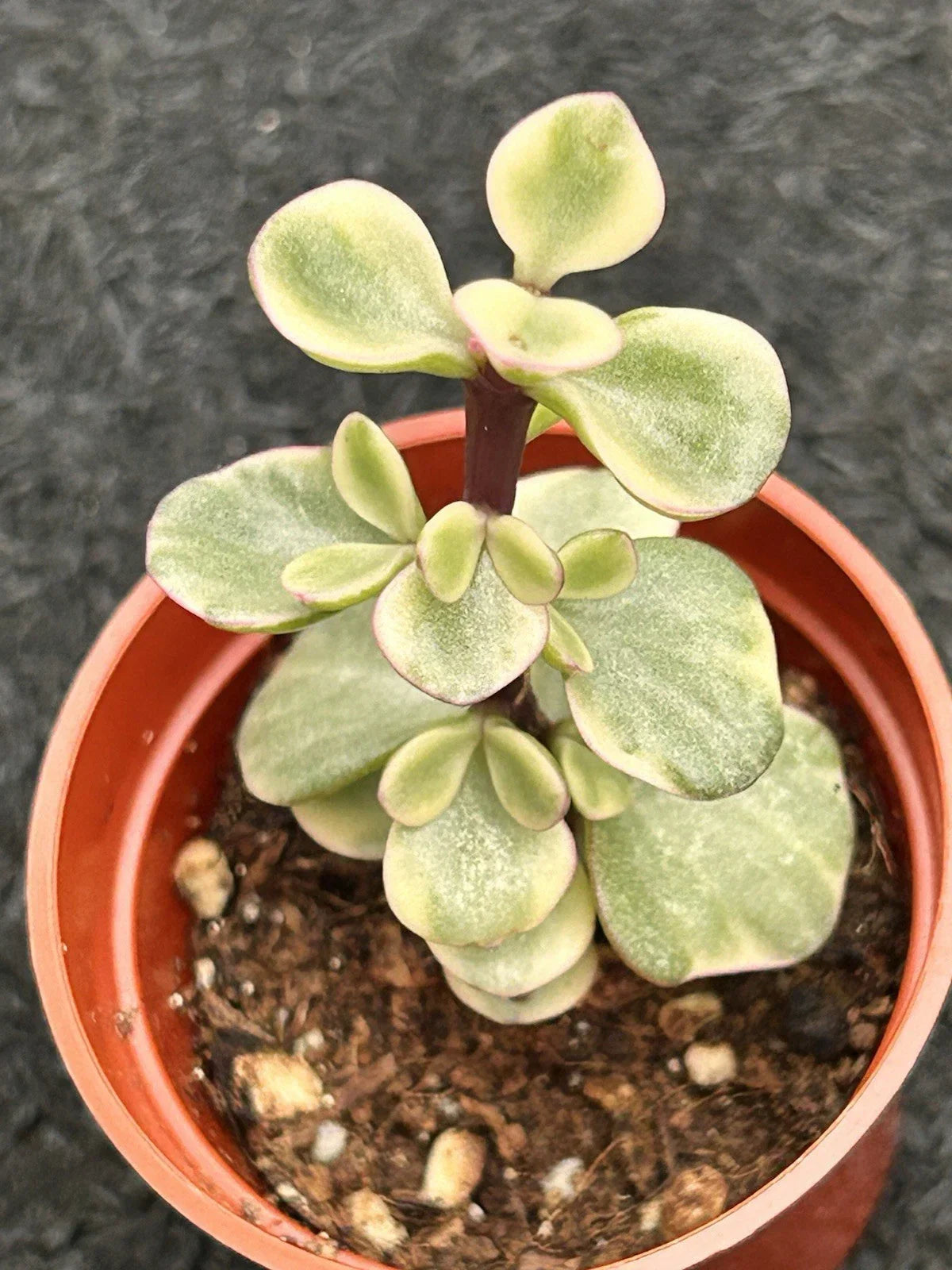 Variegated Jade Plant Live Succulent Crassula Ovata with Green Leaves, Ready to Plant