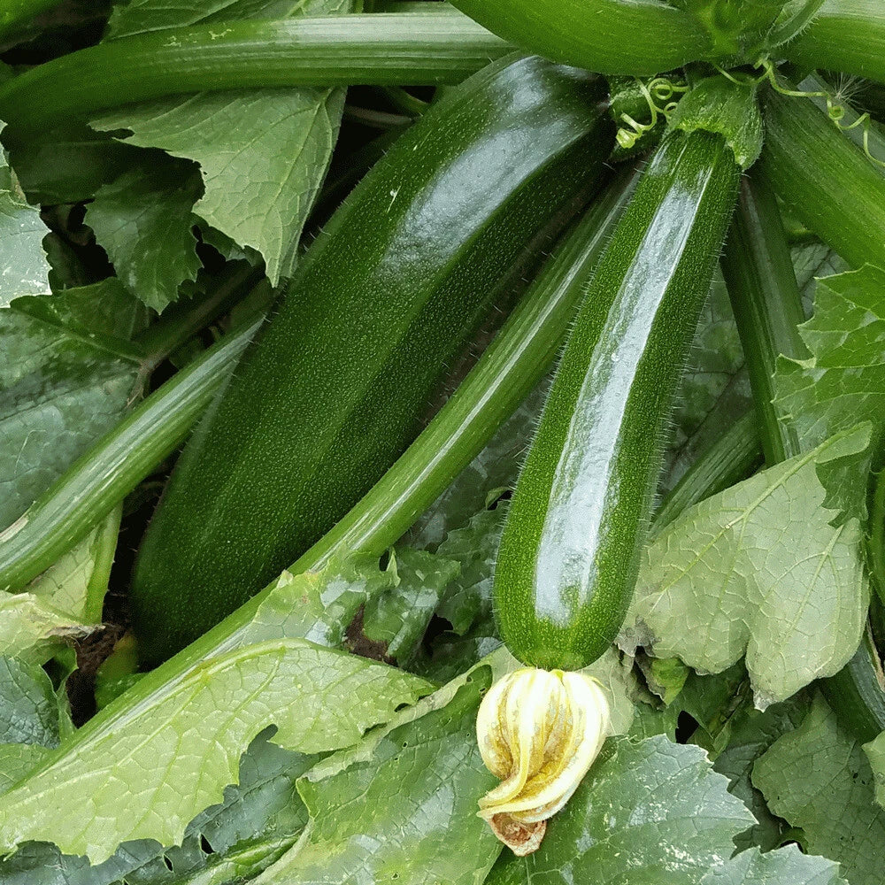 Dark Green Zucchini Squash Seeds 20 Ct Non-GMO Vegetable Seeds Cucurbita pepo for Home Gardening