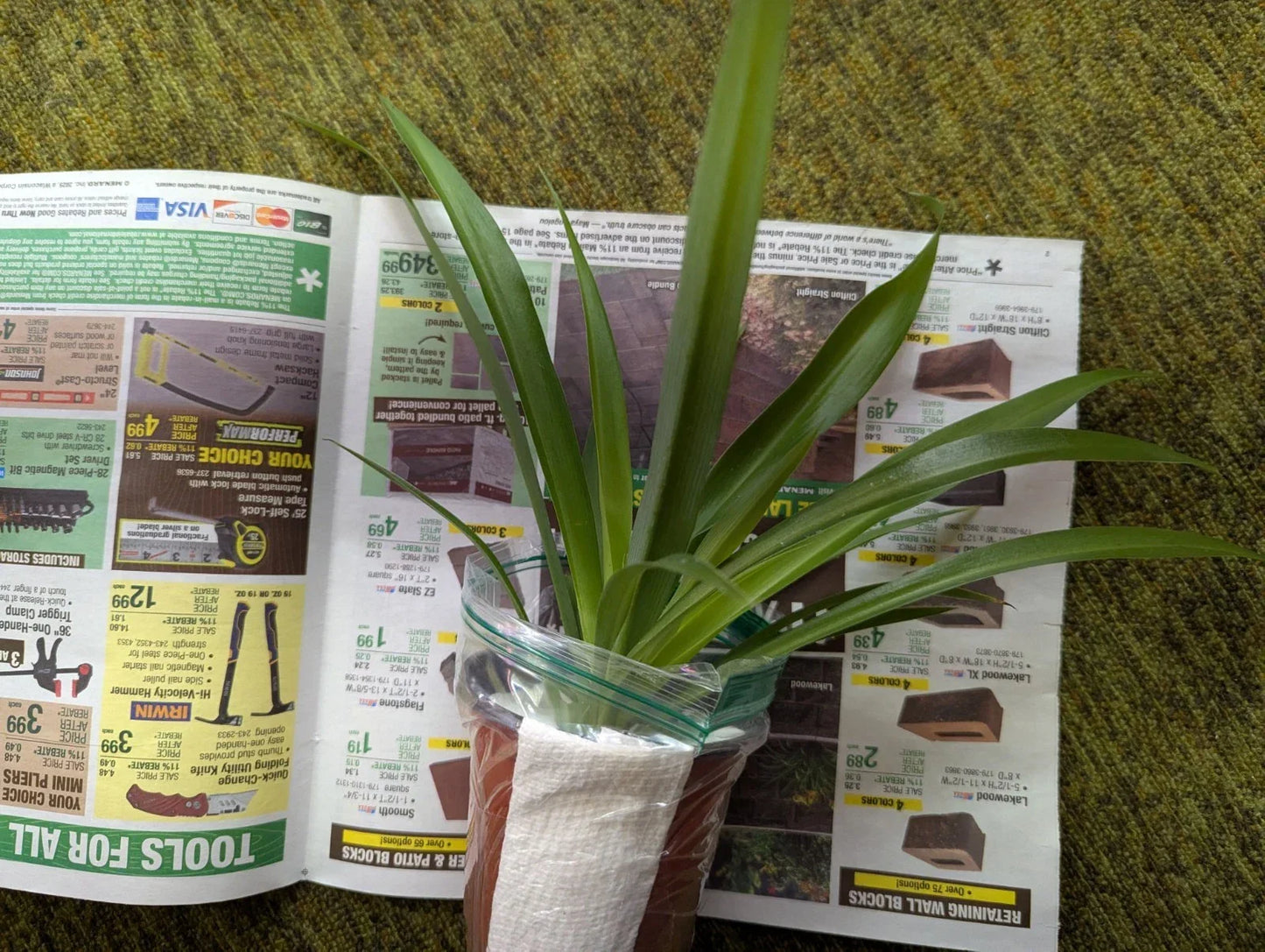 Rare Shamrock Spider Plant - 4 Inch Pot - Chlorophytum comosum - Indoor Houseplant - Air Purifying & Pet Safe