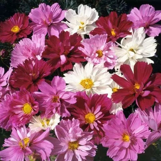 Cosmos Seeds - 200 Non-GMO Frilly Double Petals PSYCHE Mix - Cosmos bipinnatus Flower Seeds