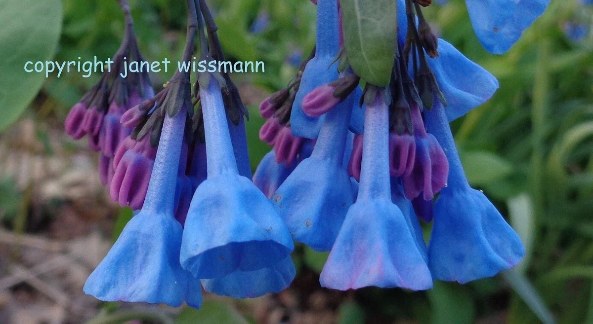 Virginia Bluebells Seeds - 50 Fresh Mertensia virginica Wildflower for Woodland Gardens & Shade Planting