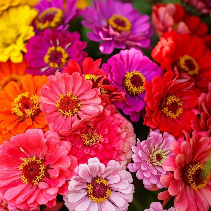 Zinnia Seeds Over the Rainbow Mix - 100+ Colorful Zinnia elegans Seeds