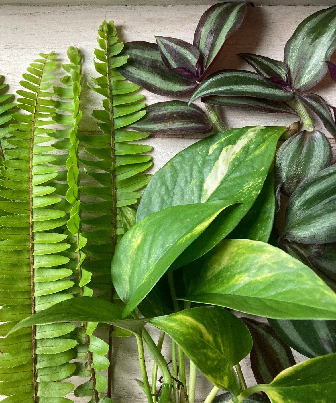 Live Plant Cuttings Pack – 15 Varieties of Pothos, Ferns, Wandering Jew – Epipremnum aureum, Nephrolepis exaltata, Tradescantia zebrina