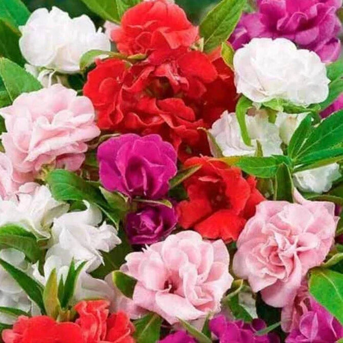 Impatiens Seeds Mix Non-GMO Camelia Flowered Variety for Gardens, Borders, and Containers