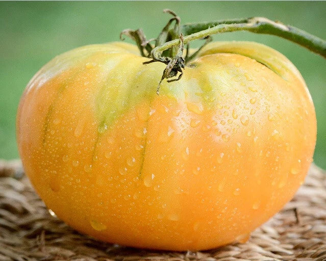 Kentucky Beefsteak Tomato Seeds – Heirloom Orange Fruit, Large Juicy Tomatoes, Solanum lycopersicum, Non-GMO, for Garden & Container