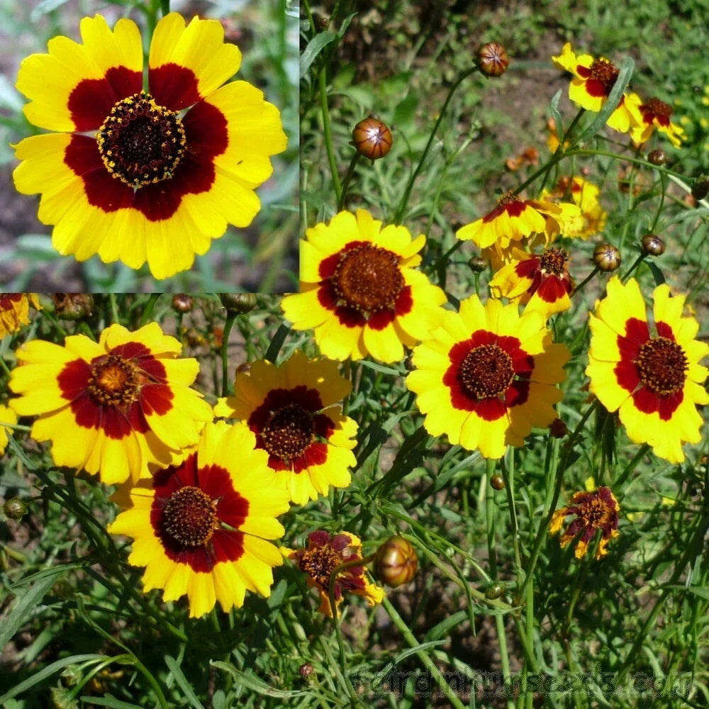 Coreopsis Seeds – Dwarf Plains Yellow Flowers, Annual, Coreopsis tinctoria, Deer Resistant, Pollinator Attracting, 300+ Seeds