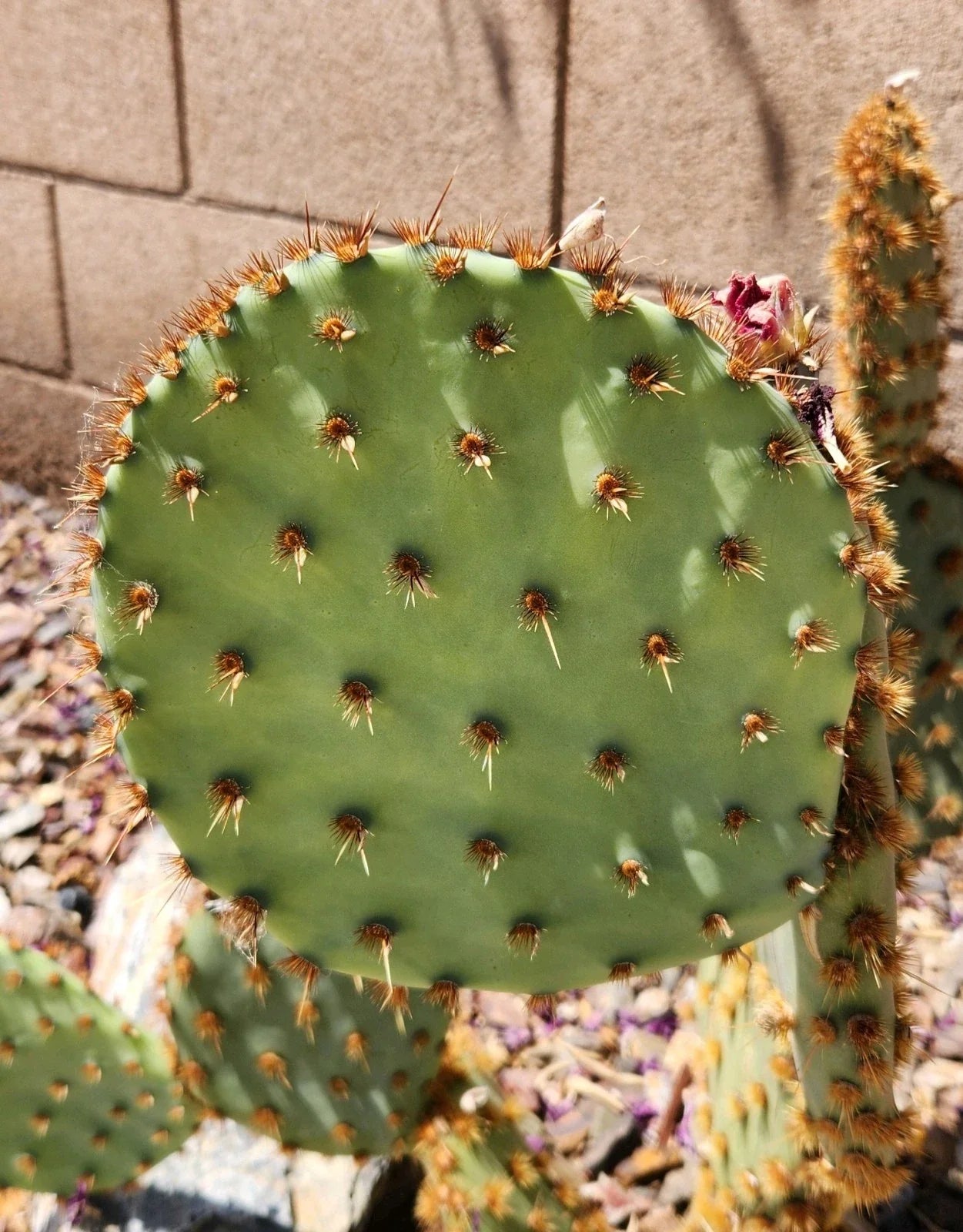 Live Opuntia Aciculata Chenille Prickly Pear Cactus Pad Cutting for Indoor & Outdoor Gardening