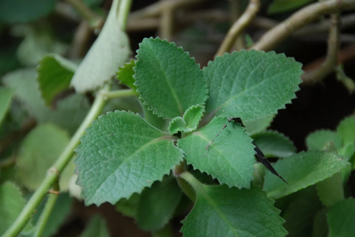 Cuban Oregano Starter Plant Pesticide Free Healing Herb Houseplant Coleus amboinicus