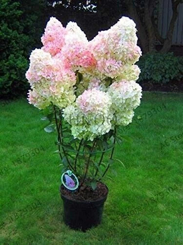 Fresh Unrooted Vanilla Strawberry Hydrangea Cuttings - Hydrangea paniculata, 5+2 Free Offer