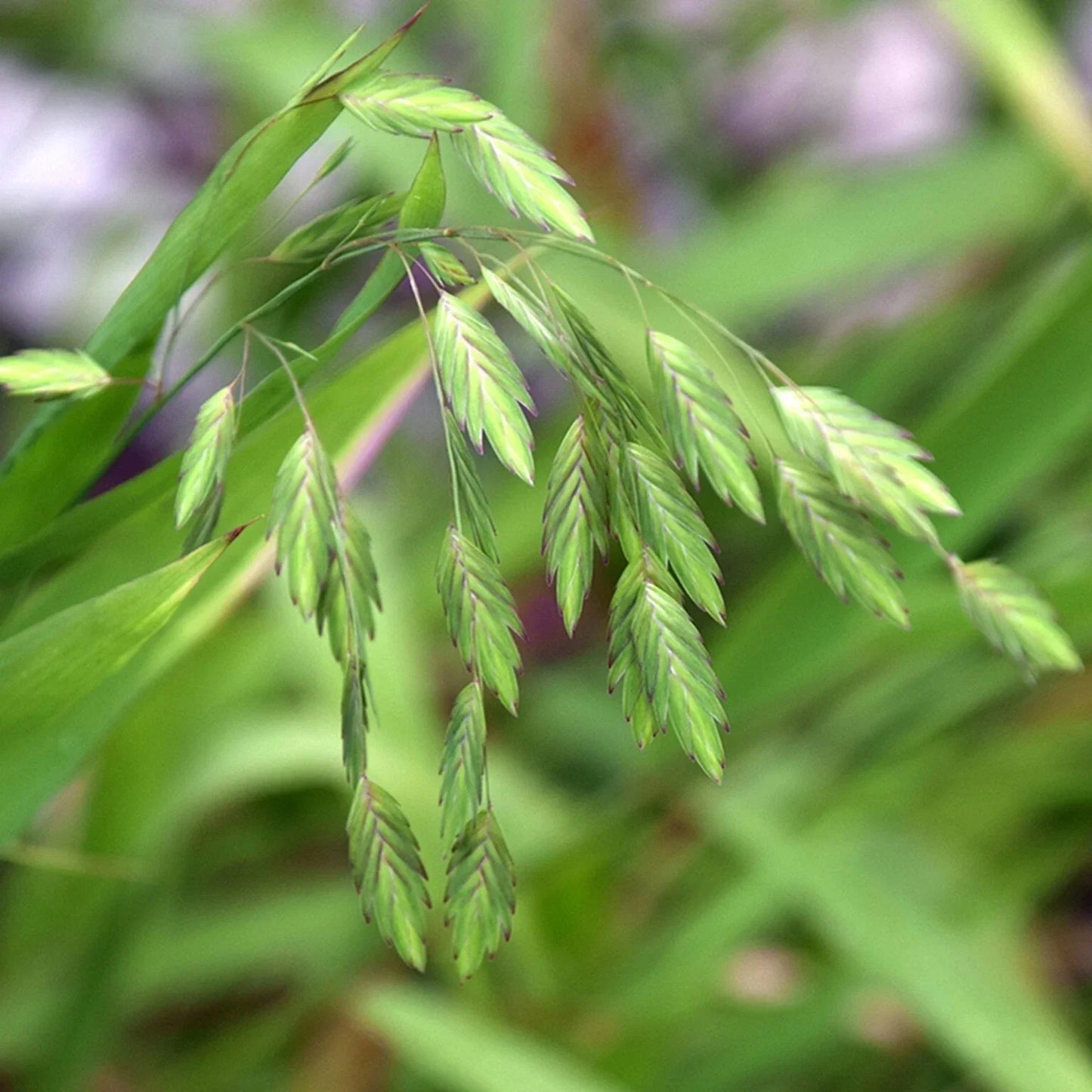 Northern Sea Oat Seeds - 30 Seeds, Ornamental Perennial Grass, Chasmanthium latifolium, Clumping, Arching, Garden Border