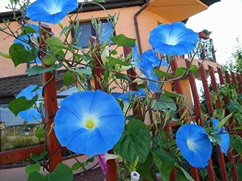 Blue Morning Glory Climbing Vine Seeds - 300 Count Ipomoea purpurea