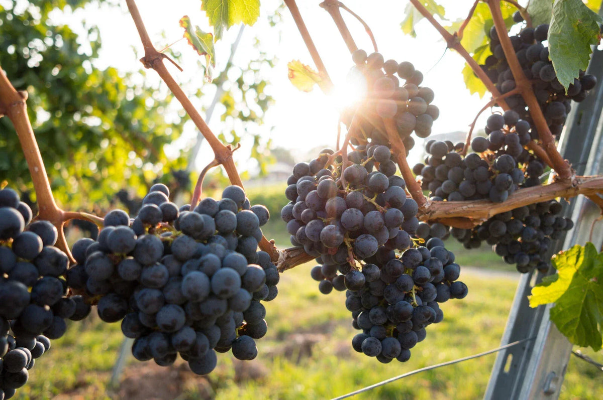 Grape Plants and Cuttings - Multiple Cultivars - Organic Vitis vinifera for Home Garden or Vineyard