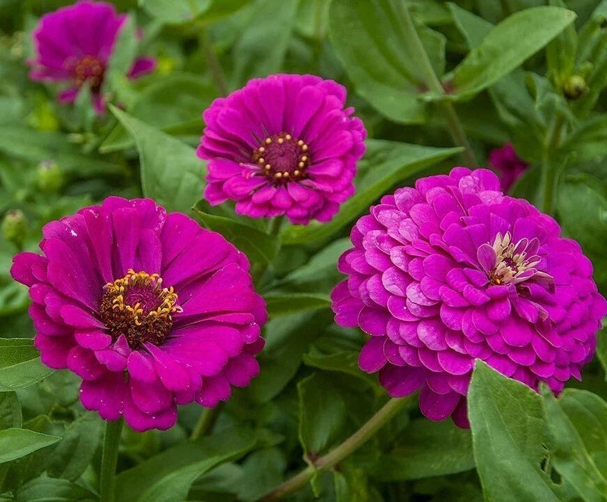 Purple Prince Zinnia Flower Seeds - 100+ Annual, Vibrant Purple, Pollinator Friendly, Zinnia elegans