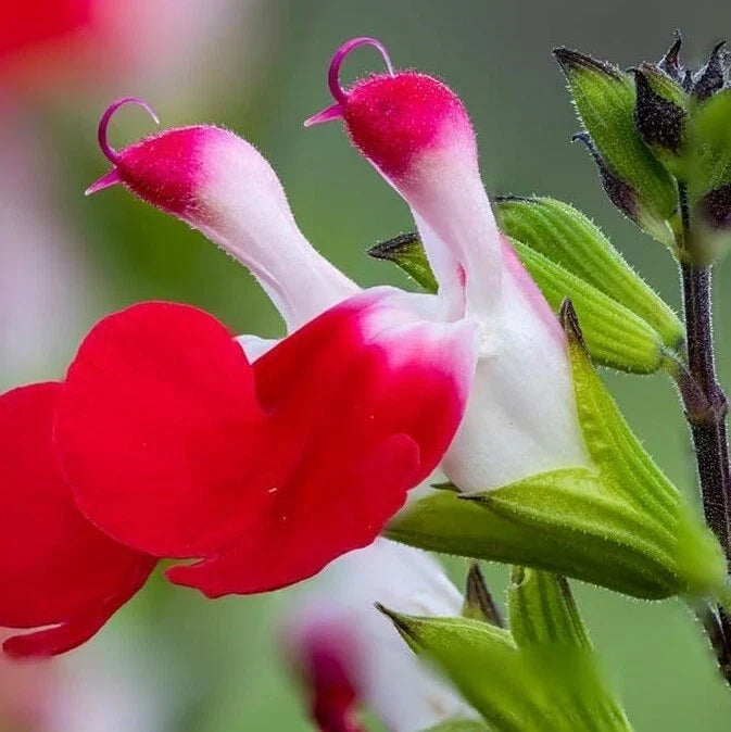 Hot Lips Salvia Live Plant – 2 Plants in Pot – Vibrant Red and White Blooms – Salvia microphylla – Easy to Grow, Pollinator Attracting